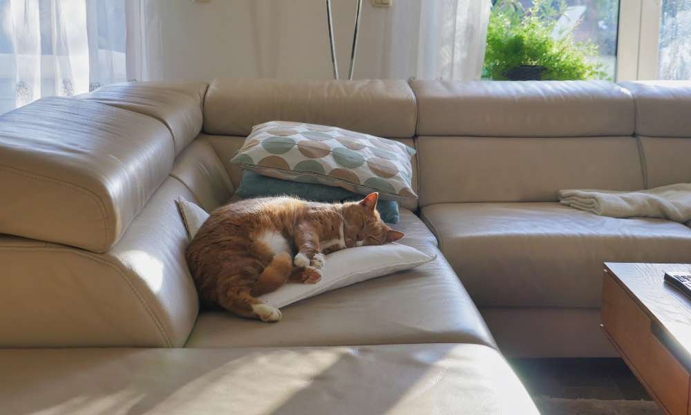 How to Protect Leather Sofa From Cats